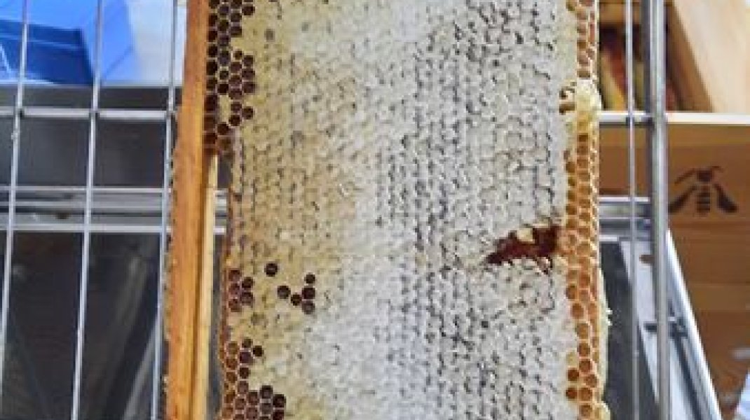 Récolte du miel de printemps (Copyright : F. Mignard)