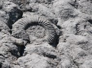Dalle aux ammonites - Dalle aux ammonites (Copyright : Best of Provence Tours)